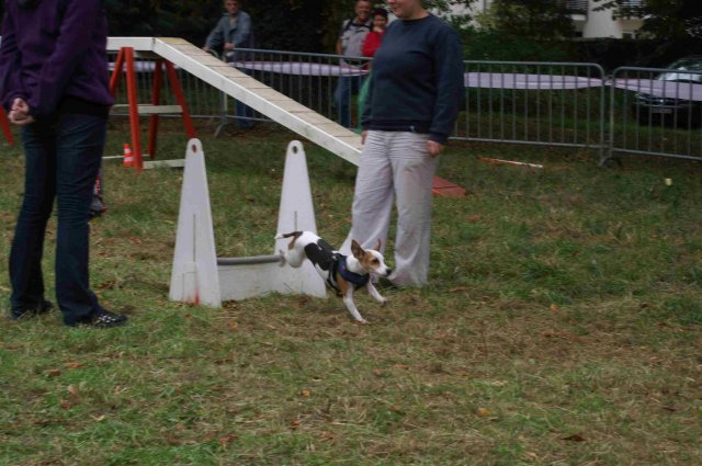 foire-haricots 2011-09-17et18